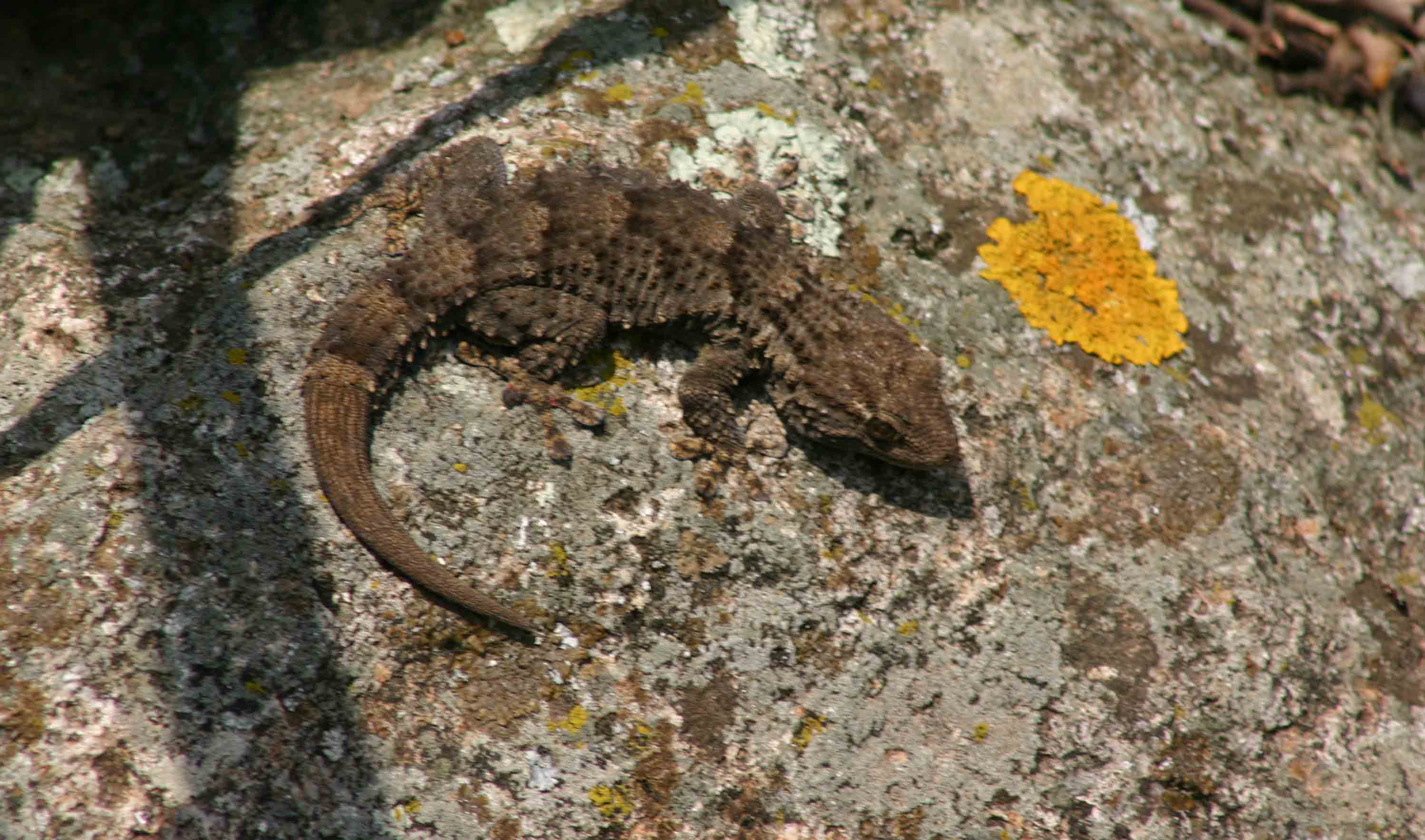 Tarentola mauretanica